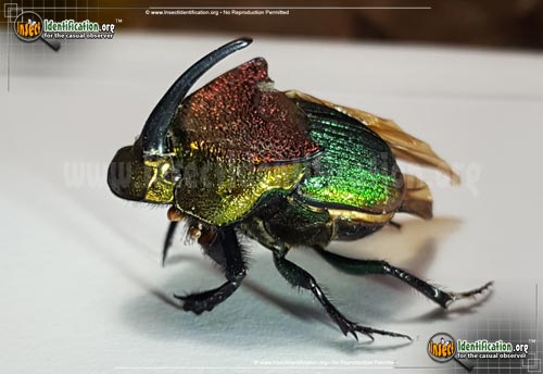 Thumbnail image #2 of the Rainbow-Scarab-Beetle