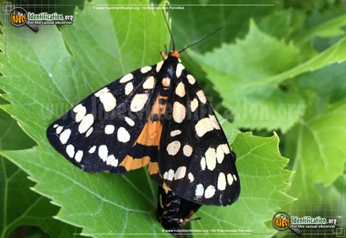 Thumbnail image of the Ranchmans-Tiger-Moth