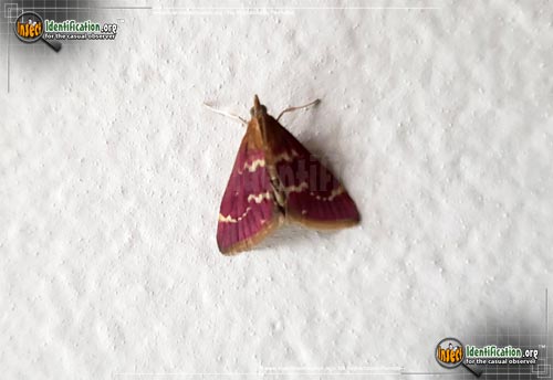 Thumbnail image of the Raspberry-Pyrausta-Moth