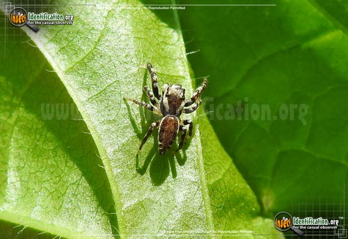 Thumbnail image of the Reckless-Jumper-Spider