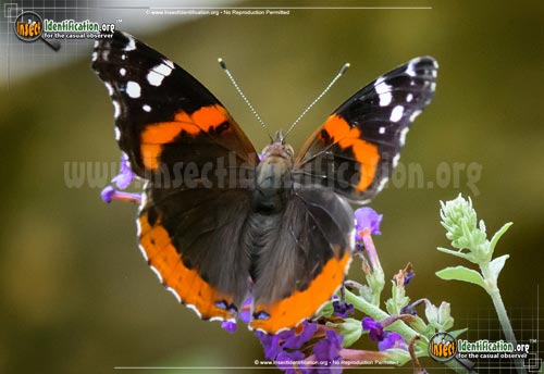 Thumbnail image #4 of the Red-Admiral-Butterfly