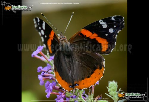 Thumbnail image #3 of the Red-Admiral-Butterfly