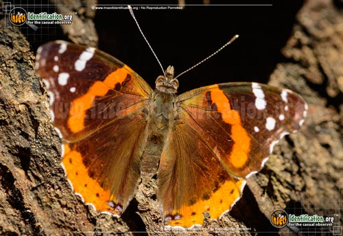Thumbnail image #7 of the Red-Admiral-Butterfly