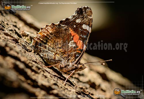 Thumbnail image #6 of the Red-Admiral-Butterfly