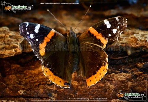 Thumbnail image #8 of the Red-Admiral-Butterfly