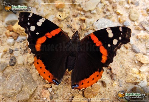 Thumbnail image of the Red-Admiral-Butterfly