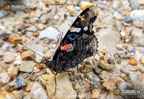 Thumbnail image #5 of the Red-Admiral-Butterfly