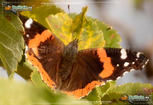 Thumbnail image #9 of the Red-Admiral-Butterfly
