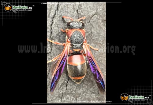 Thumbnail image of the Red-And-Black-Mason-Wasp