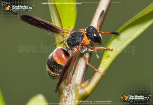 Thumbnail image #2 of the Red-And-Black-Mason-Wasp