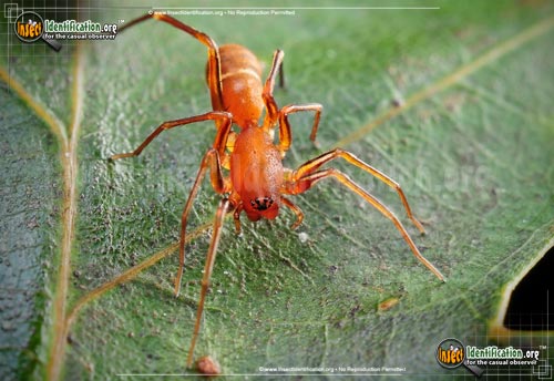Thumbnail image #4 of the Red-Ant-Mimic-Spider
