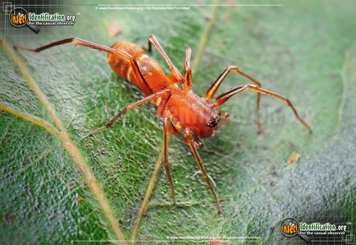 Thumbnail image of the Red-Ant-Mimic-Spider