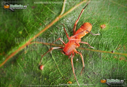 Thumbnail image #2 of the Red-Ant-Mimic-Spider