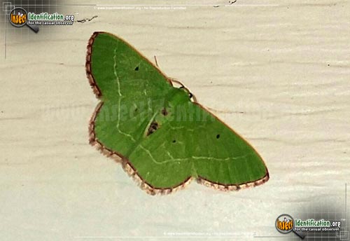 Thumbnail image #2 of the Red-Bordered-Emerald-Moth