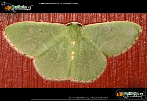 Thumbnail image of the Red-Bordered-Emerald-Moth