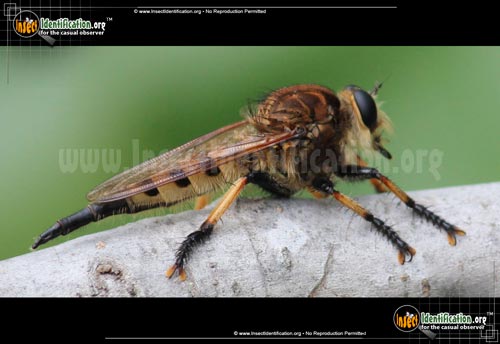Thumbnail image of the Red-Footed-Cannibalfly