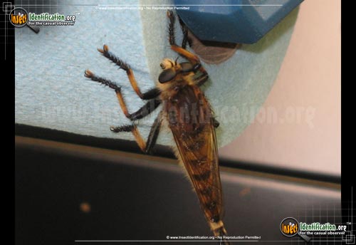 Thumbnail image #6 of the Red-Footed-Cannibalfly