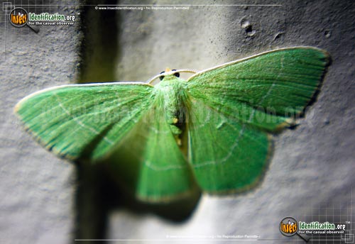 Thumbnail image #2 of the Red-Fringed-Emerald-Moth