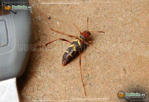 Thumbnail image #3 of the Red-Headed-Ash-Borer
