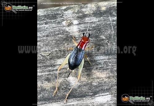 Thumbnail image #3 of the Red-Headed-Bush-Cricket