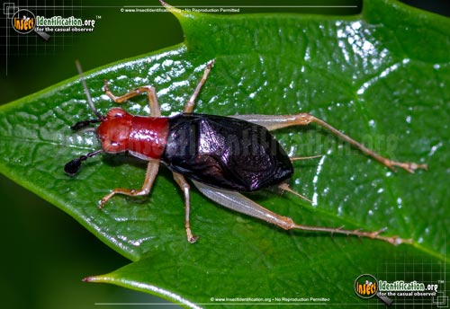 Thumbnail image of the Red-Headed-Bush-Cricket