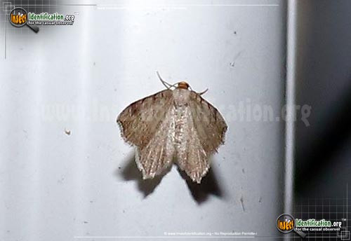 Thumbnail image #4 of the Red-Headed-Inchworm-Moth