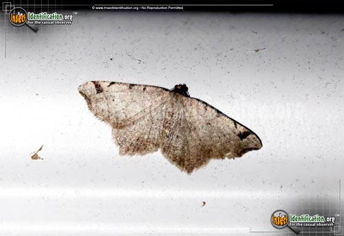 Thumbnail image #3 of the Red-Headed-Inchworm-Moth