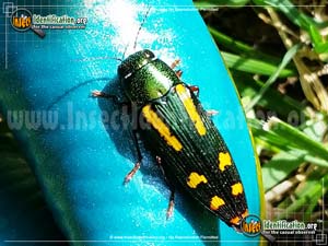 Thumbnail image of the Red-Legged-Buprestis-Beetle