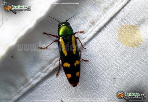 Thumbnail image #2 of the Red-Legged-Buprestis-Beetle