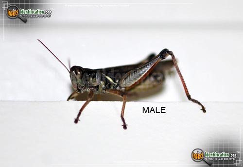 Thumbnail image of the Red-Legged-Grasshopper