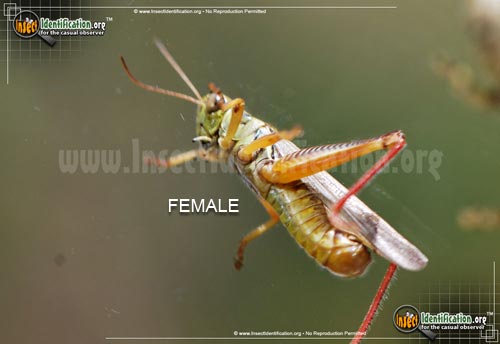 Thumbnail image #4 of the Red-Legged-Grasshopper