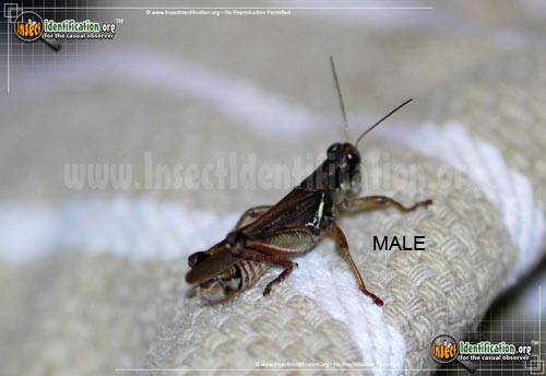 Thumbnail image #2 of the Red-Legged-Grasshopper