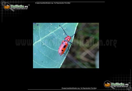 Thumbnail image #4 of the Red-Milkweed-Beetle