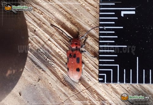 Thumbnail image #3 of the Red-Milkweed-Beetle