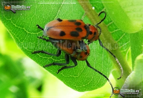 Thumbnail image #7 of the Red-Milkweed-Beetle