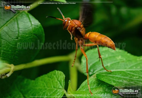Thumbnail image #9 of the Red-Paper-Wasp