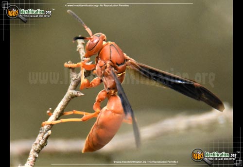 Thumbnail image #4 of the Red-Paper-Wasp