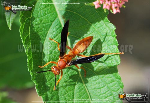 Thumbnail image of the Red-Paper-Wasp