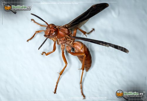 Thumbnail image #6 of the Red-Paper-Wasp