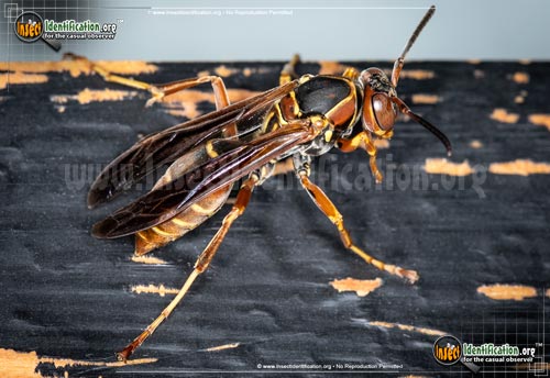 Thumbnail image #10 of the Red-Paper-Wasp
