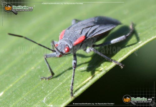 Thumbnail image of the Red-Shouldered-Bug