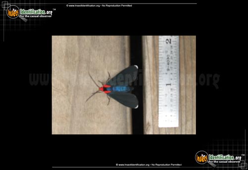Thumbnail image #2 of the Red-Shouldered-Ctenucha-Moth