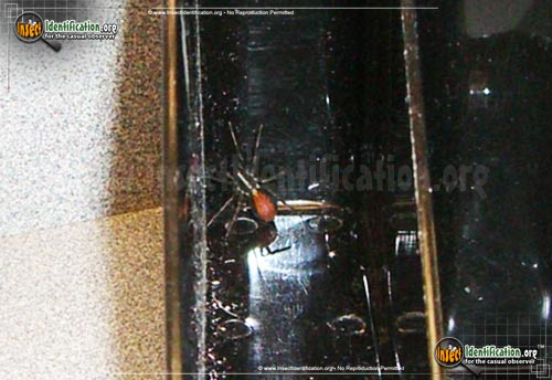 Thumbnail image of the Red-Spotted-Ant-Mimic-Spider