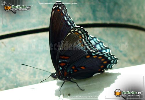 Thumbnail image #4 of the Red-Spotted-Purple-Admiral