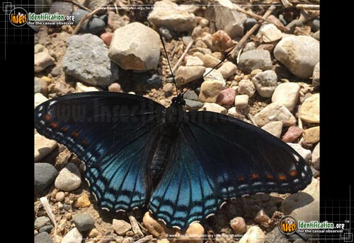 Thumbnail image #15 of the Red-Spotted-Purple-Admiral