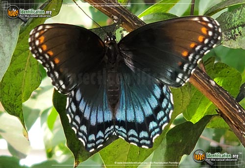 Thumbnail image #14 of the Red-Spotted-Purple-Admiral