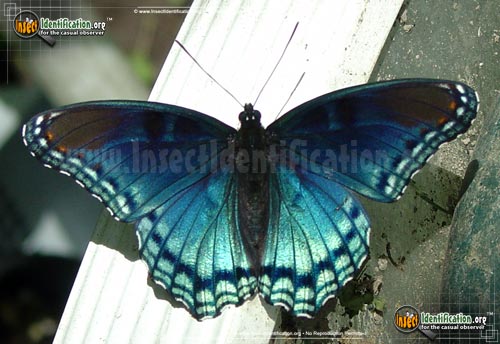 Thumbnail image #3 of the Red-Spotted-Purple-Admiral