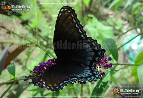 Thumbnail image #5 of the Red-Spotted-Purple-Admiral