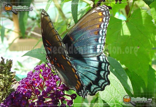 Thumbnail image #7 of the Red-Spotted-Purple-Admiral