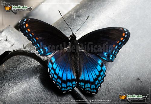 Thumbnail image of the Red-Spotted-Purple-Admiral